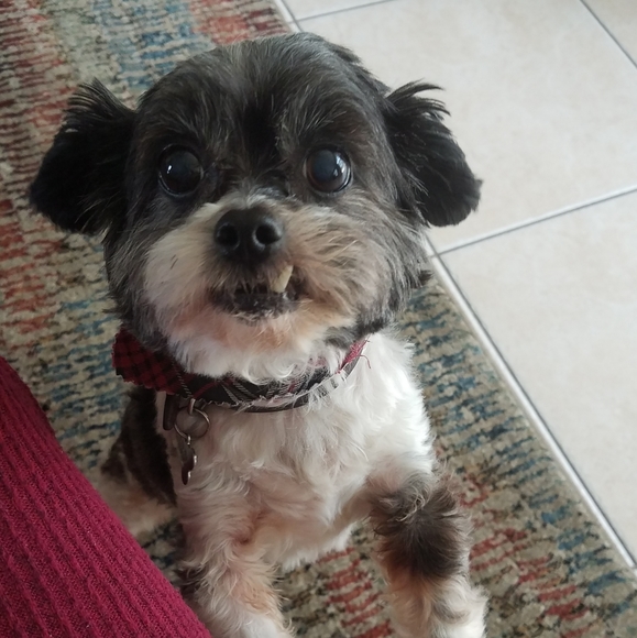 Meet your Posher, Kailey - Picture 3 of 4